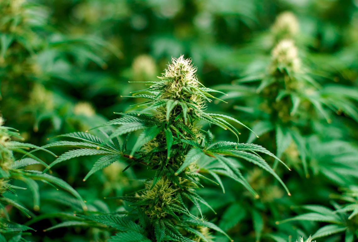 indica vs sativa
