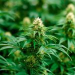 Indica Vs. Sativa