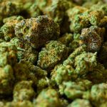 How Long Does Weed Stay in Your System?