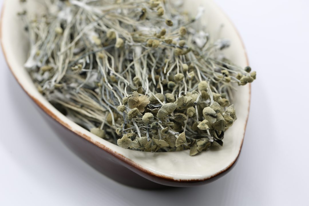 TTBVI Blue Meanies (Panaeolus cyanescens) (Pan Cyan)